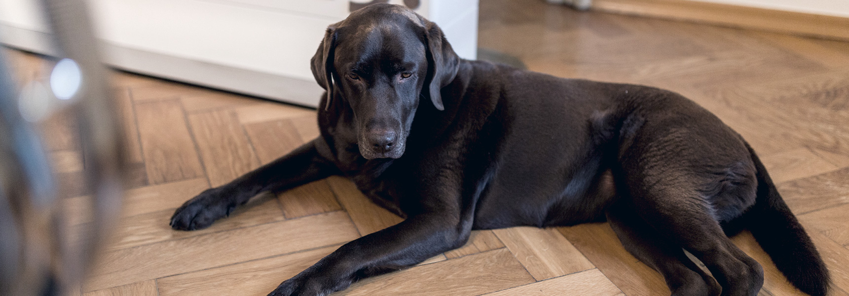 Der erste Firmenhund zieht bei 3m5. ein: Labrador Paula liegt ab sofort neben dem Schreibtisch von Herrchen Michael Eckstein.